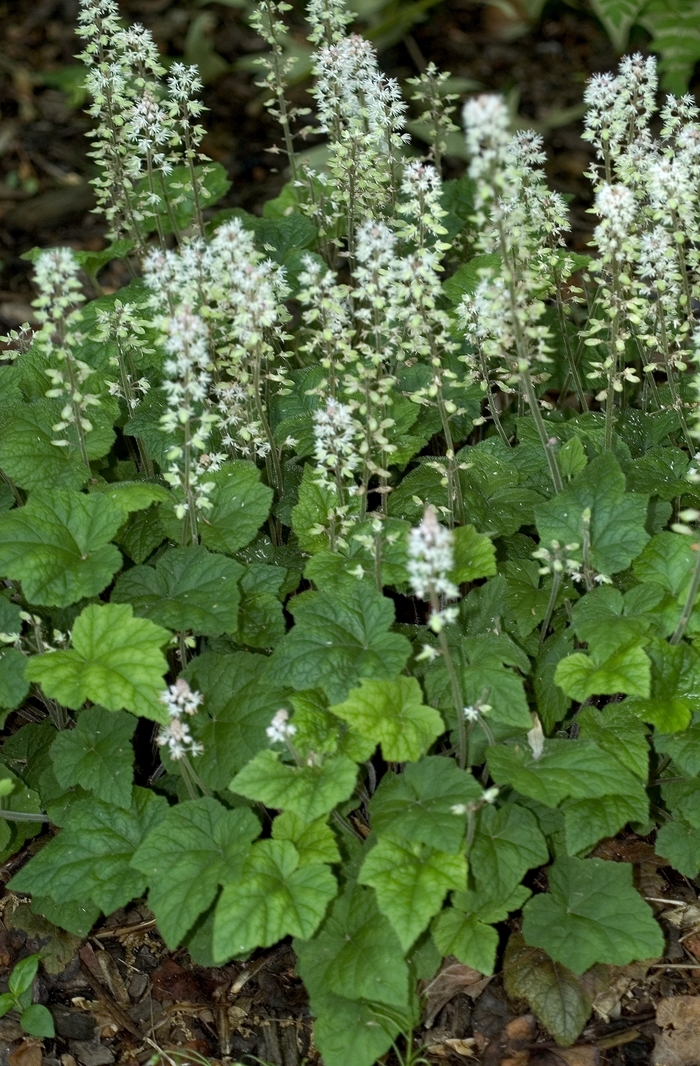 Foamflower - Tiarella cordifolia from Milmont Greenhouses