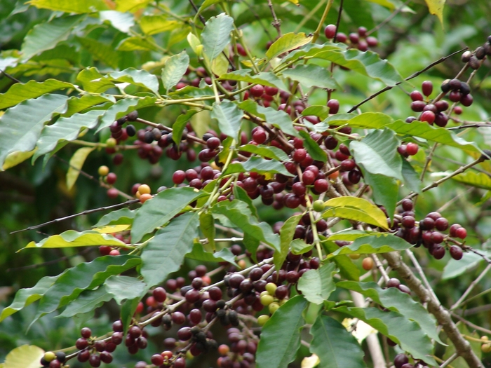 Coffee Plant - Coffea arabica (Coffee Plant) from Milmont Greenhouses Coffee Plant - Coffea arabica (Coffee Plant) from Milmont Greenhouses