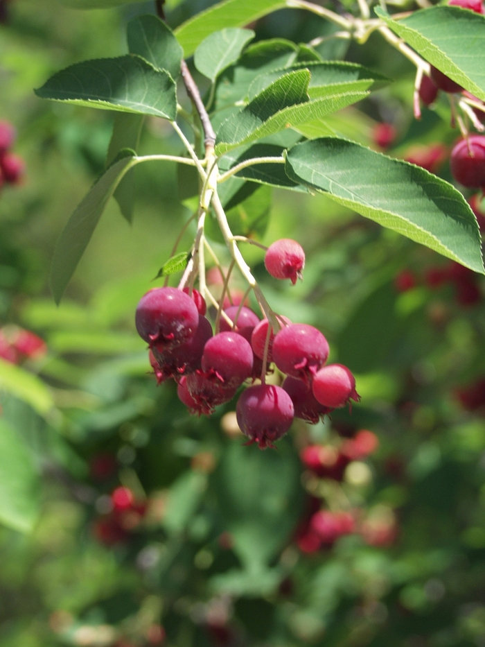 'Autumn Brilliance™' Serviceberry - Amelanchier x grandiflora from Milmont Greenhouses