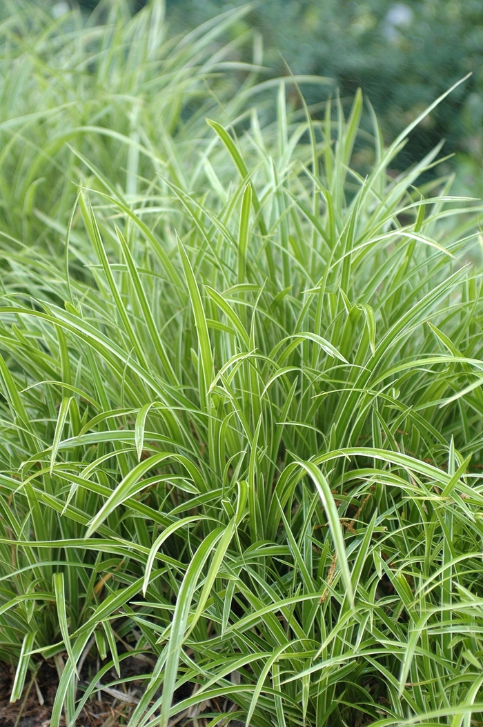'Ice Dance' Japanese Sedge - Carex morrowii from Milmont Greenhouses