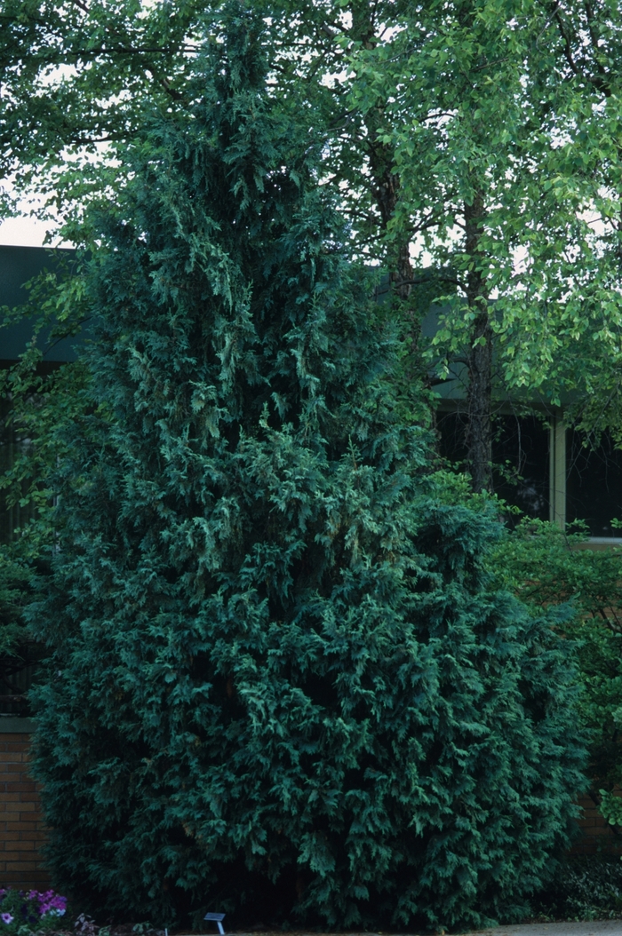 'Gracilis' Hinoki Falsecypress - Chamaecyparis obtusa from Milmont Greenhouses