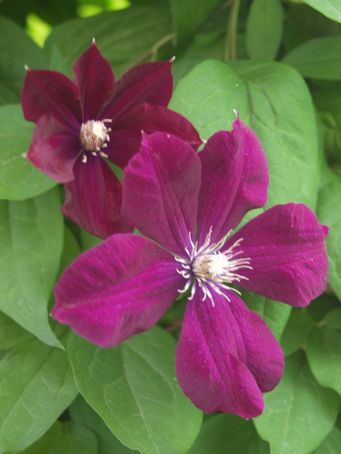 'Niobe' - Clematis from Milmont Greenhouses