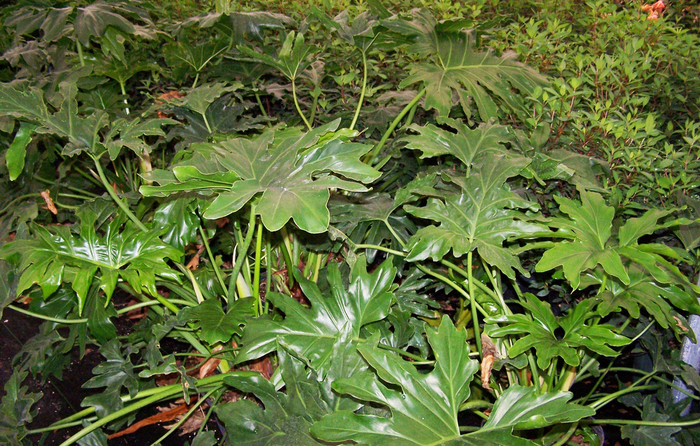 Philodendron - Philodendron selloum (Philodendron) from Milmont Greenhouses