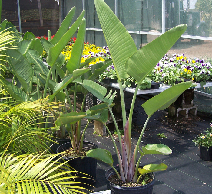 Giant White Bird of Paradise - Strelitzia nicolai (Giant White Bird of Paradise) from Milmont Greenhouses