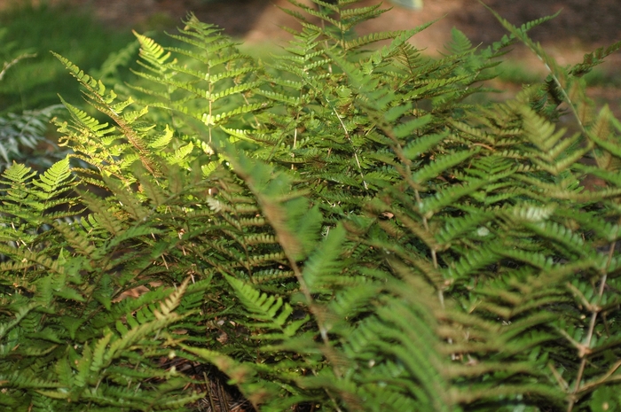 Autumn Fern - Dryopteris erythrosora (Autumn Fern) from Milmont Greenhouses