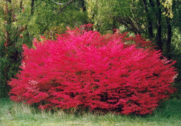 'Compactus' Winged Burning Bush - Euonymus alatus from Milmont Greenhouses