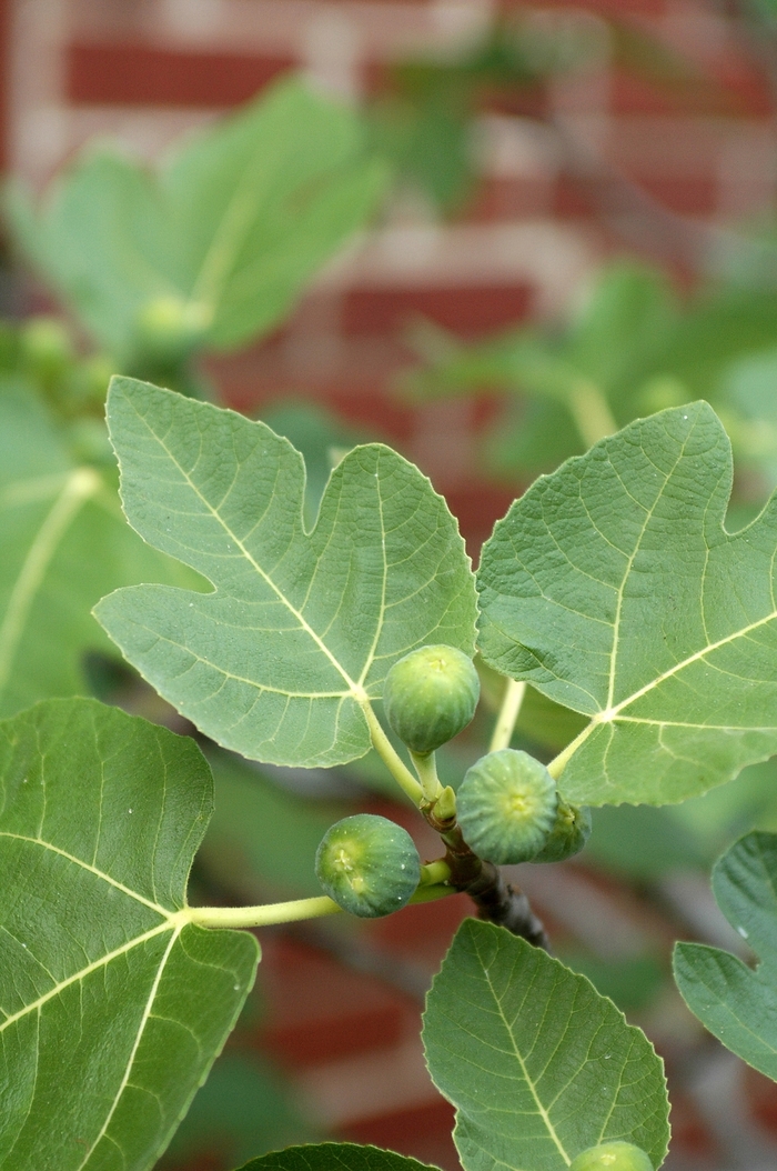 'Brown Turkey' Brown Turkey Fig - Ficus carica from Milmont Greenhouses 'Brown Turkey' Brown Turkey Fig - Ficus carica from Milmont Greenhouses