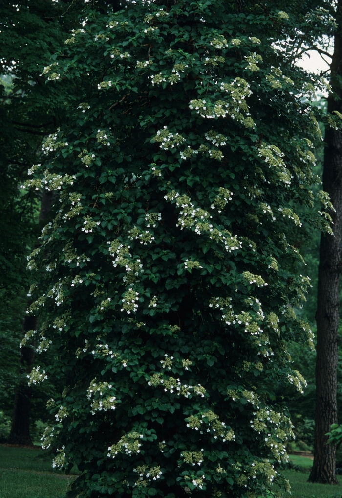 Climbing Hydrangea - Hydrangea anomala petiolaris from Milmont Greenhouses