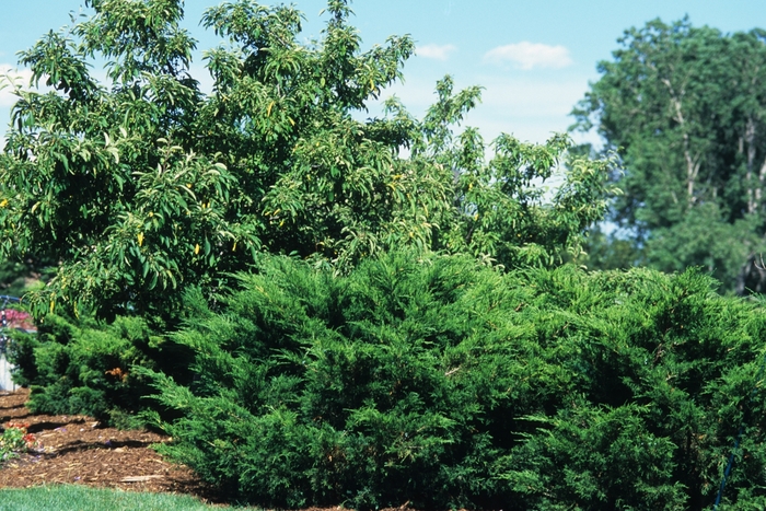 'Sea Green' Juniper - Juniperus chinensis from Milmont Greenhouses