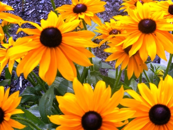 Marmalade Black-Eyed Susan - Rudbeckia hirta 'Marmalade' (Black-Eyed Susan) from Milmont Greenhouses Marmalade Black-Eyed Susan - Rudbeckia hirta 'Marmalade' (Black-Eyed Susan) from Milmont Greenhouses