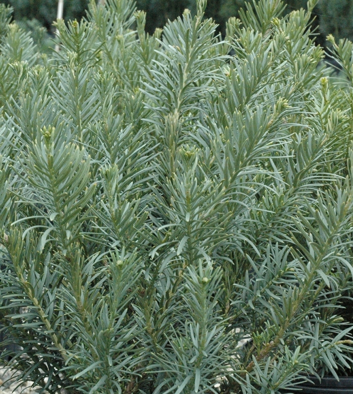 'Fastigiata' Japanese Plum Yew - Cephalotaxus harringtonia from Milmont Greenhouses