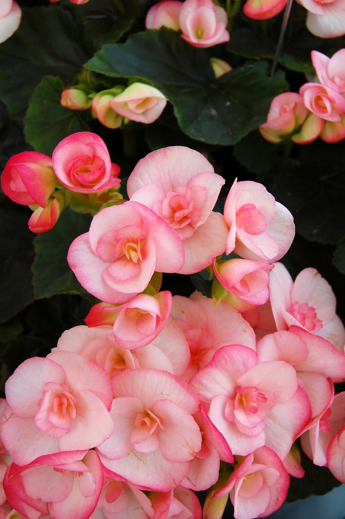 'Camilla' Rieger Begonia - Begonia x hiemalis from Milmont Greenhouses