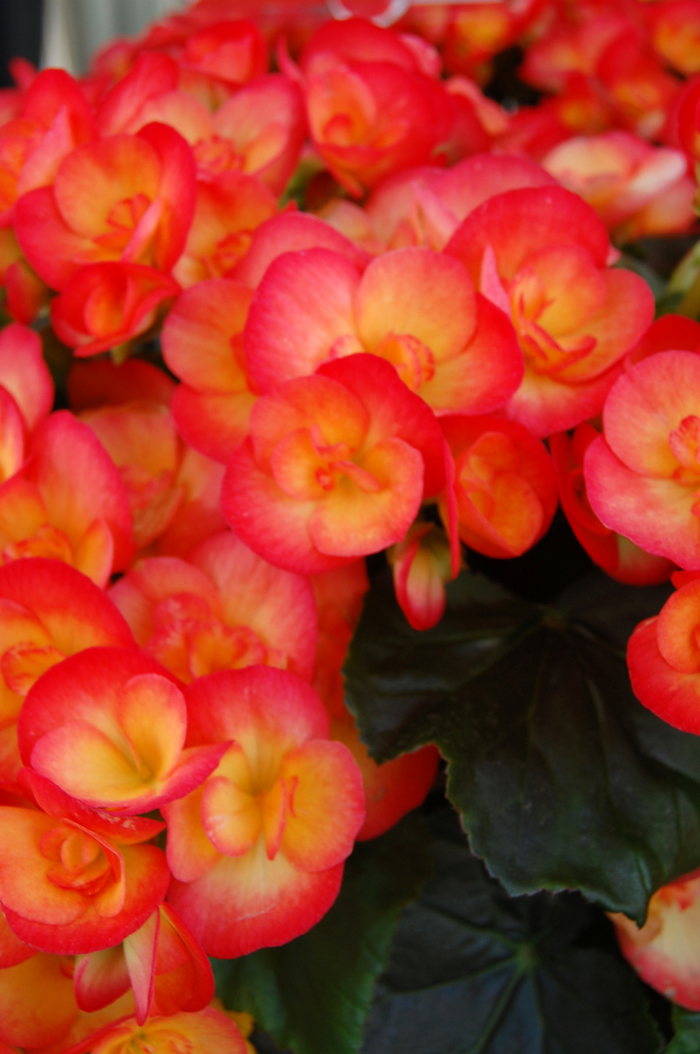 'Reina XL' Rieger Begonia - Begonia x hiemalis from Milmont Greenhouses 'Reina XL' Rieger Begonia - Begonia x hiemalis from Milmont Greenhouses