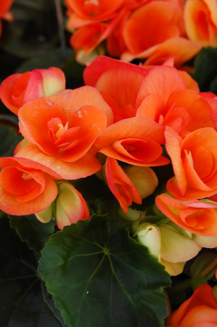 'Amstel Dark Britt' Rieger Begonia - Begonia x hiemalis from Milmont Greenhouses