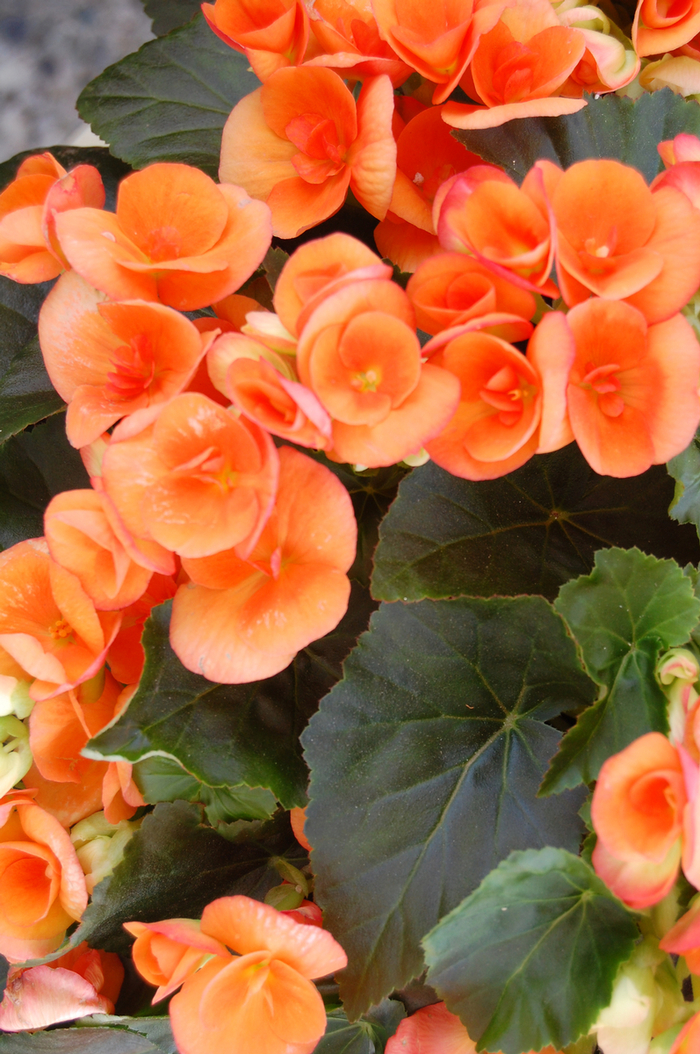 'Amstel Dark Britt' Rieger Begonia - Begonia x hiemalis from Milmont Greenhouses