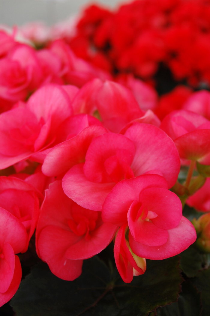 'Netja Dark' Rieger Begonia - Begonia x hiemalis from Milmont Greenhouses