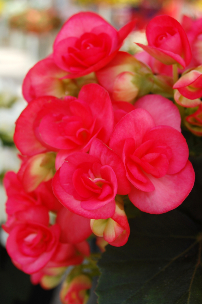 'Netja Dark' Rieger Begonia - Begonia x hiemalis from Milmont Greenhouses