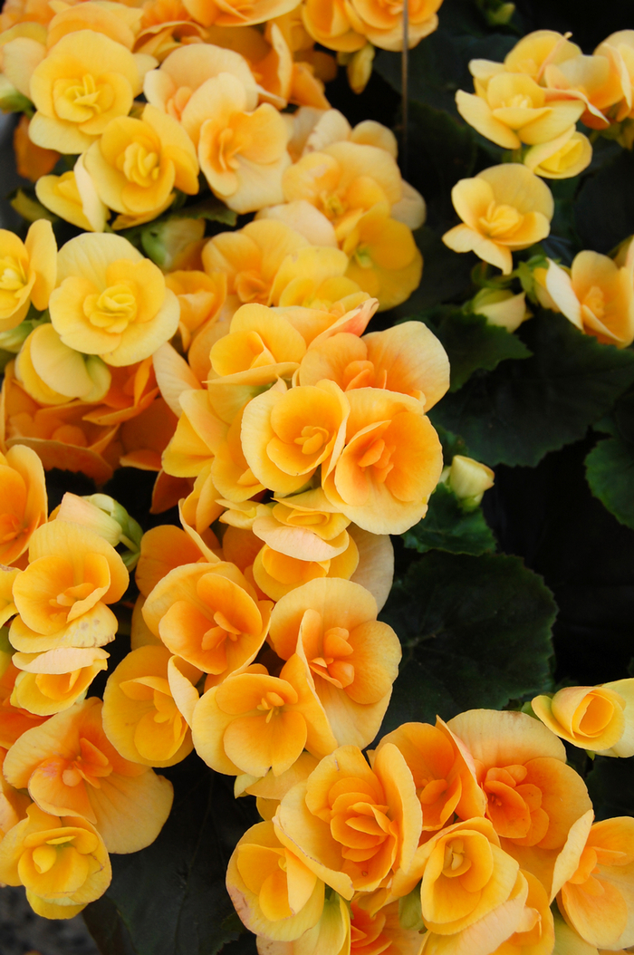 Amstel 'Nadine' - Begonia x hiemalis (Rieger Begonia) from Milmont Greenhouses Amstel 'Nadine' - Begonia x hiemalis (Rieger Begonia) from Milmont Greenhouses