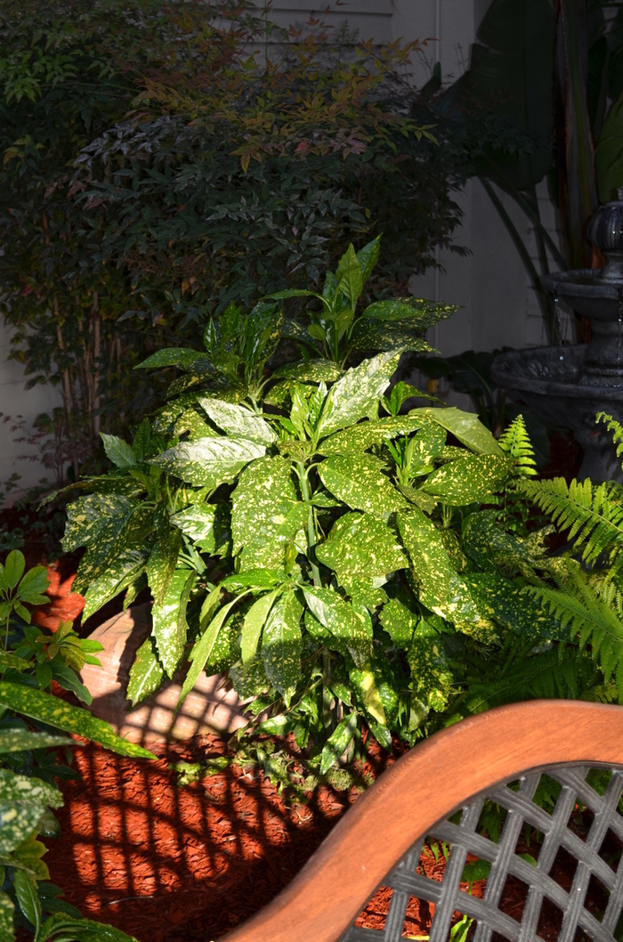 'Gold Dust' Gold Dust Aucuba - Aucuba japonica from Milmont Greenhouses 'Gold Dust' Gold Dust Aucuba - Aucuba japonica from Milmont Greenhouses
