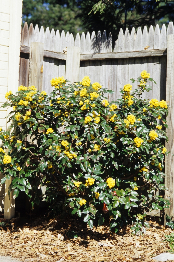 Oregon Grape - Mahonia aquifolium from Milmont Greenhouses