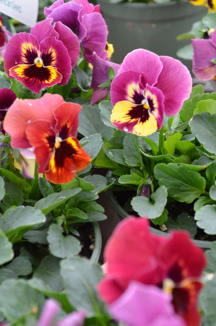 Panola™ 'Rose Picotee' - Viola x wittrockiana (Pansy) from Milmont Greenhouses Panola™ 'Rose Picotee' - Viola x wittrockiana (Pansy) from Milmont Greenhouses