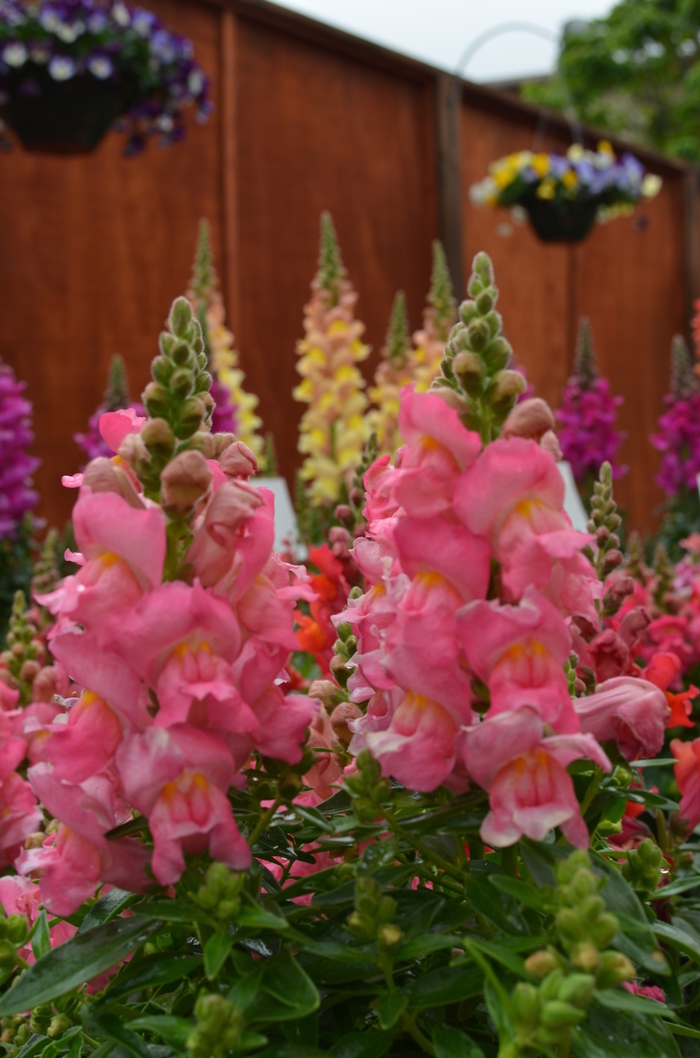 Snapshot™ 'Pink' - Antirrhinum majus (Snapdragon) from Milmont Greenhouses