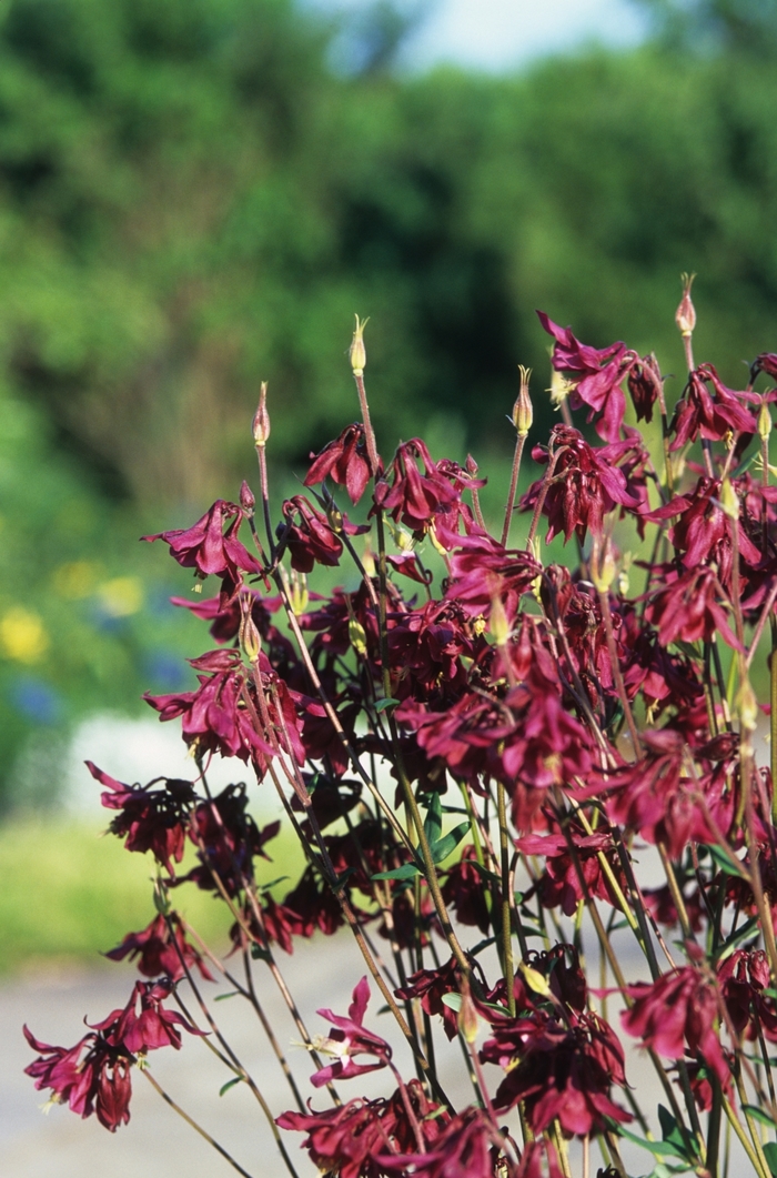 Wild Columbine - Aquilegia canadensis from Milmont Greenhouses