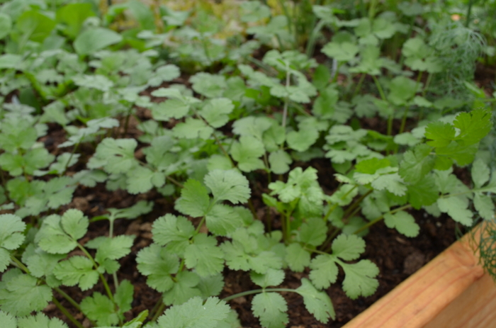 Santo Cilantro - Coriandrum sativum 'Santo' (Cilantro) from Milmont Greenhouses