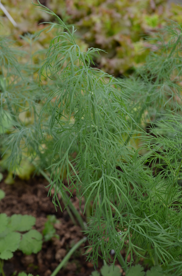 Dukat - Anethum graveolens 'Dukat' from Milmont Greenhouses
