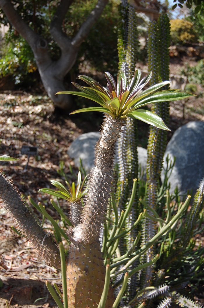Madagascar Palm - Pachypodium lamerei from Milmont Greenhouses