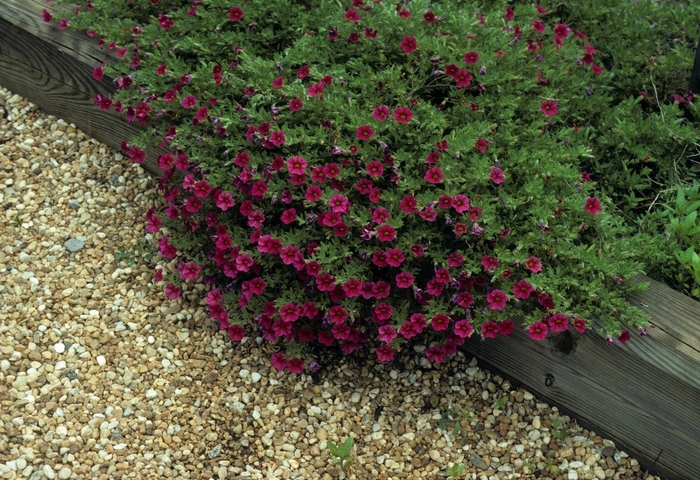 Superbells® 'Cherry Red' - Calibrachoa from Milmont Greenhouses Superbells® 'Cherry Red' - Calibrachoa from Milmont Greenhouses