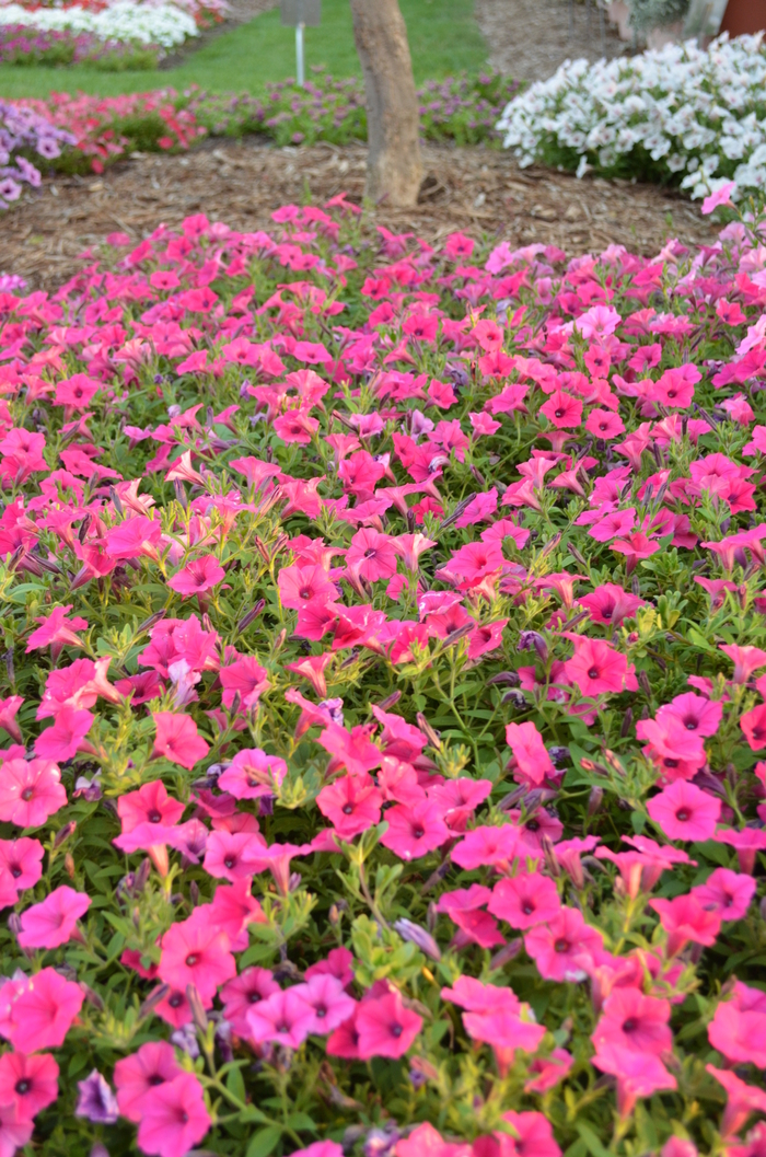 Supertunia Vista&reg; 'Fuchsia' - Petunia from Milmont Greenhouses