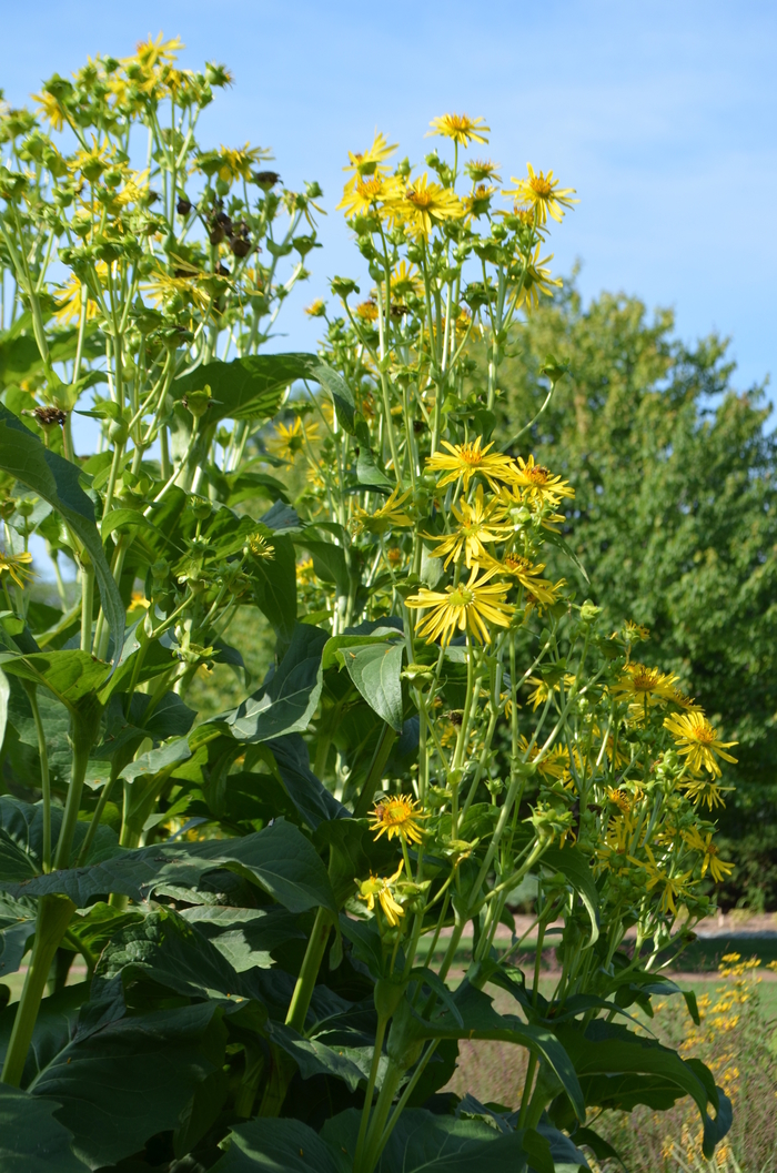 Cup Plant - Silphium perfoliatum from Milmont Greenhouses