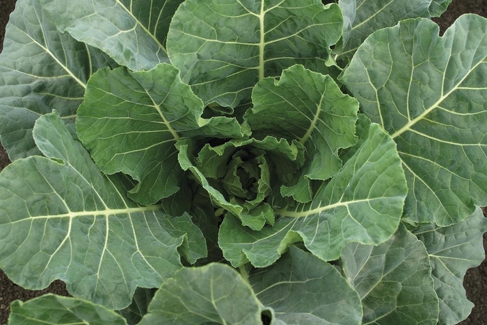 'Bulldog F1' Collard - Brassica from Milmont Greenhouses