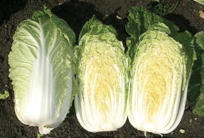 'China Gold F1' Chinese Cabbage - Brassica from Milmont Greenhouses