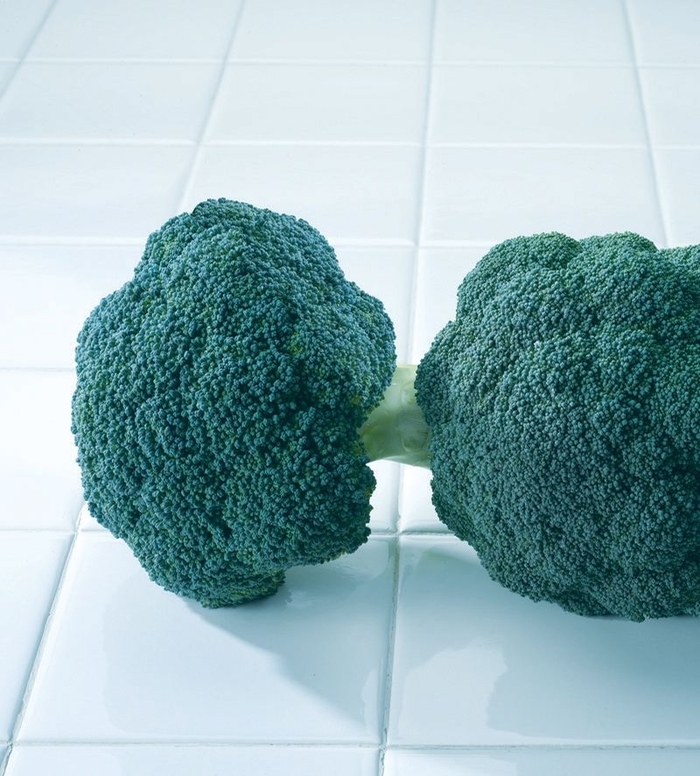 'Destiny' Broccoli - Brassica oleracea var. italica from Milmont Greenhouses