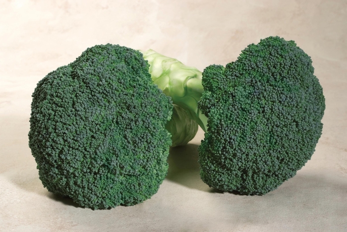 'Emerald Crown F1' Broccoli - Brassica from Milmont Greenhouses