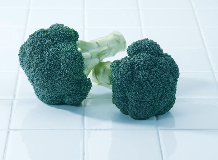 'Green Magic F1' Broccoli - Brassica from Milmont Greenhouses