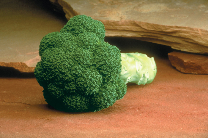 'Marathon F1' Broccoli - Brassica from Milmont Greenhouses