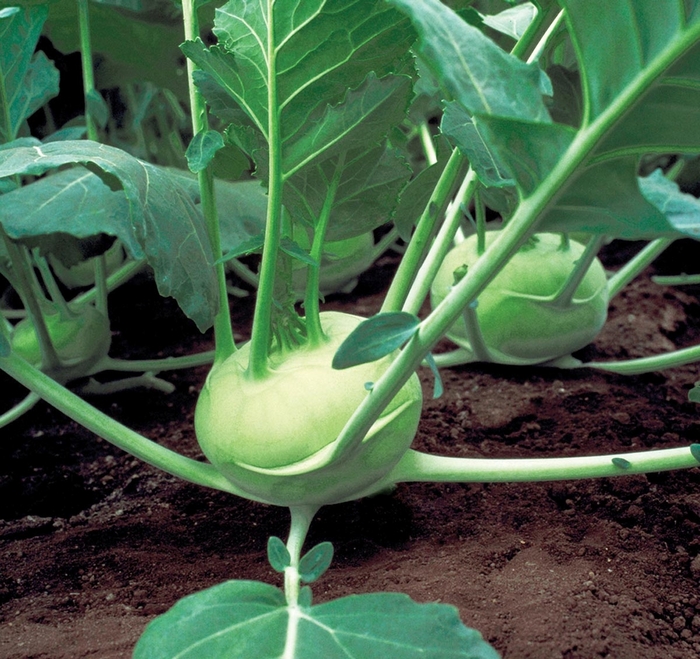 'Quickstar' Kohlrabi - Brassica oleracea var. gongylo from Milmont Greenhouses