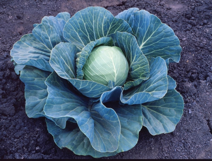 'Stonehead F1' Cabbage - Brassica from Milmont Greenhouses