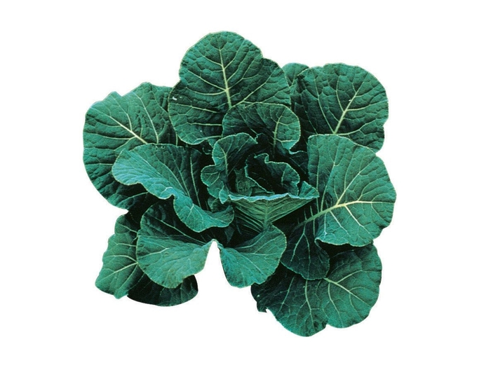 'Top Bunch' Collard - Brassica from Milmont Greenhouses