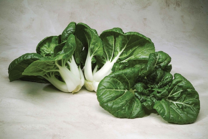 'Toy Choy F1' Pak Choi - Brassica from Milmont Greenhouses