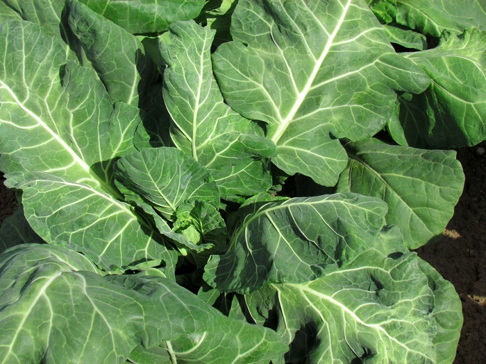 'Vates' Collard - Brassica from Milmont Greenhouses