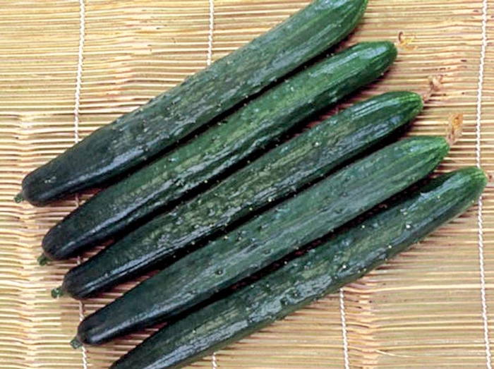 'Tasty Green' Cucumber - Cucumis sativus from Milmont Greenhouses