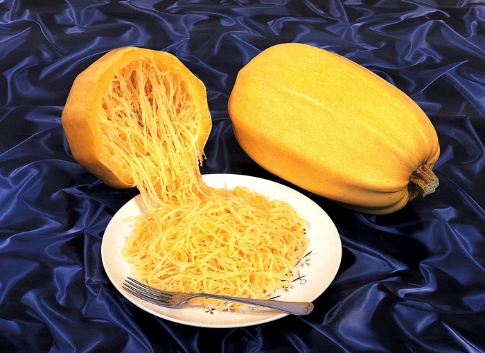 'Vegetable Spaghetti' Squash - Cucurbita from Milmont Greenhouses