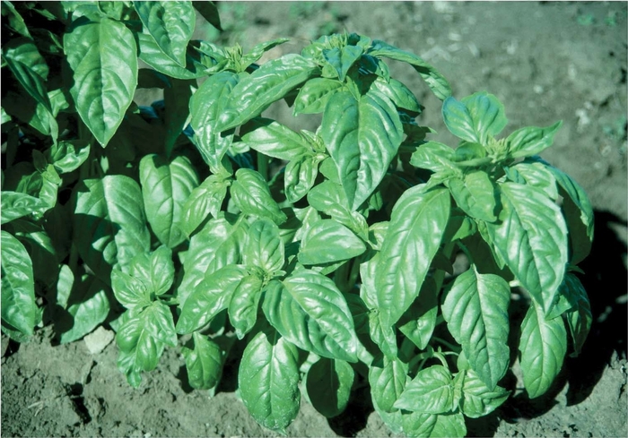 Italian Large Leaf Basil - Ocimum basilicum 'Italian Large Leaf' (Basil) from Milmont Greenhouses