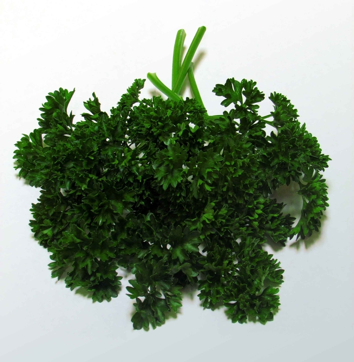 Forest Green Parsley - Petroselinum crispum 'Forest Green' (Parsley) from Milmont Greenhouses