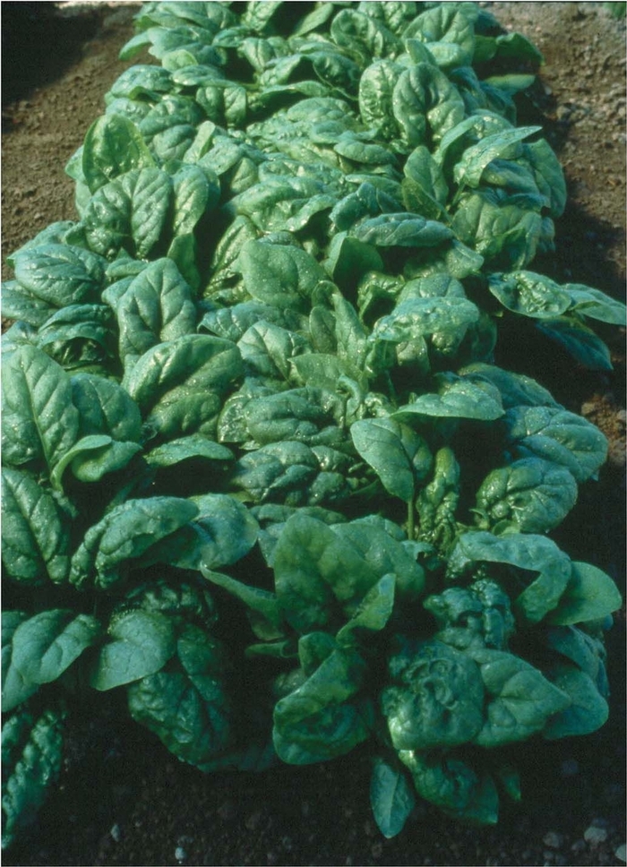 'Tyee F1' Spinach - Spinacia from Milmont Greenhouses