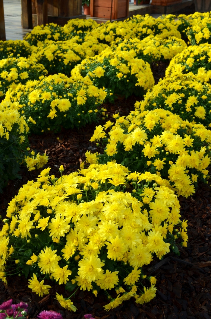 'Allegra Yellow' Garden Mum - Chrysanthemum x morifolium from Milmont Greenhouses 'Allegra Yellow' Garden Mum - Chrysanthemum x morifolium from Milmont Greenhouses